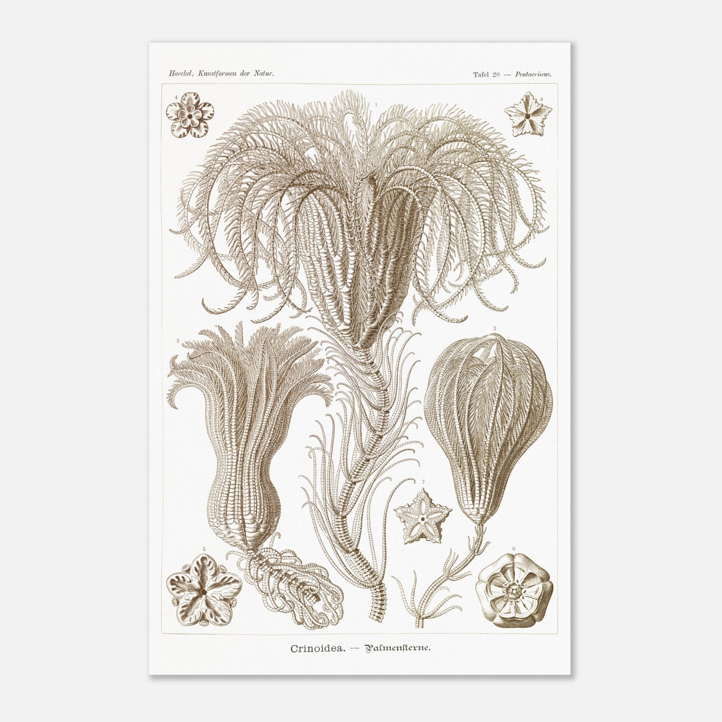 Illustration ancienne Lys de mer par Ernst Haeckel (40x60 cm). Planche d'illustrations scientifiques par Ernst Haeckel, représentant plusieurs espèces de lys de mer avec leurs structures délicates et ramifiées sur fond blanc.