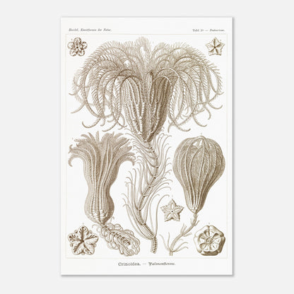 Illustration ancienne Lys de mer par Ernst Haeckel (40x60 cm). Planche d'illustrations scientifiques par Ernst Haeckel, représentant plusieurs espèces de lys de mer avec leurs structures délicates et ramifiées sur fond blanc.