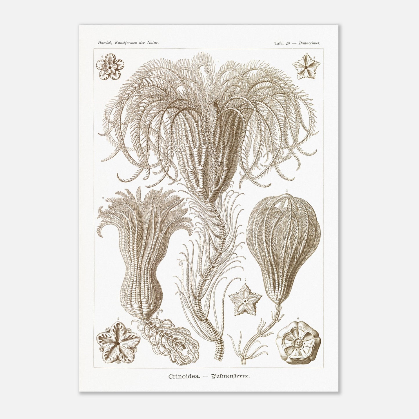 Illustration ancienne Lys de mer par Ernst Haeckel (42x59,4 cm (A2)). Planche d'illustrations scientifiques par Ernst Haeckel, représentant plusieurs espèces de lys de mer avec leurs structures délicates et ramifiées sur fond blanc.
