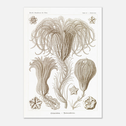 Illustration ancienne Lys de mer par Ernst Haeckel (42x59,4 cm (A2)). Planche d'illustrations scientifiques par Ernst Haeckel, représentant plusieurs espèces de lys de mer avec leurs structures délicates et ramifiées sur fond blanc.