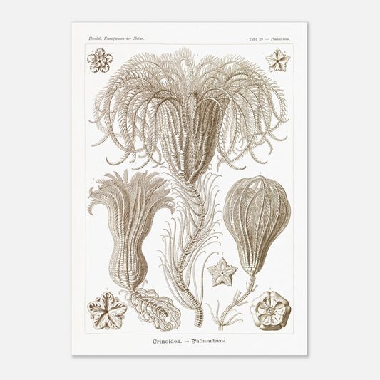 Illustration ancienne Lys de mer par Ernst Haeckel (42x59,4 cm (A2)). Planche d'illustrations scientifiques par Ernst Haeckel, représentant plusieurs espèces de lys de mer avec leurs structures délicates et ramifiées sur fond blanc.