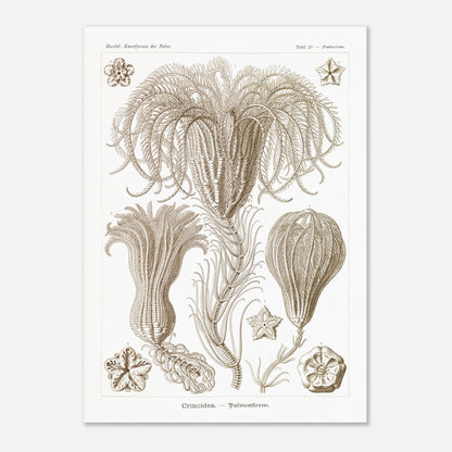 Illustration ancienne Lys de mer par Ernst Haeckel (50x70 cm). Planche d'illustrations scientifiques par Ernst Haeckel, représentant plusieurs espèces de lys de mer avec leurs structures délicates et ramifiées sur fond blanc.