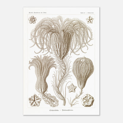 Illustration ancienne Lys de mer par Ernst Haeckel (59,4x84,1 cm (A1)). Planche d'illustrations scientifiques par Ernst Haeckel, représentant plusieurs espèces de lys de mer avec leurs structures délicates et ramifiées sur fond blanc.