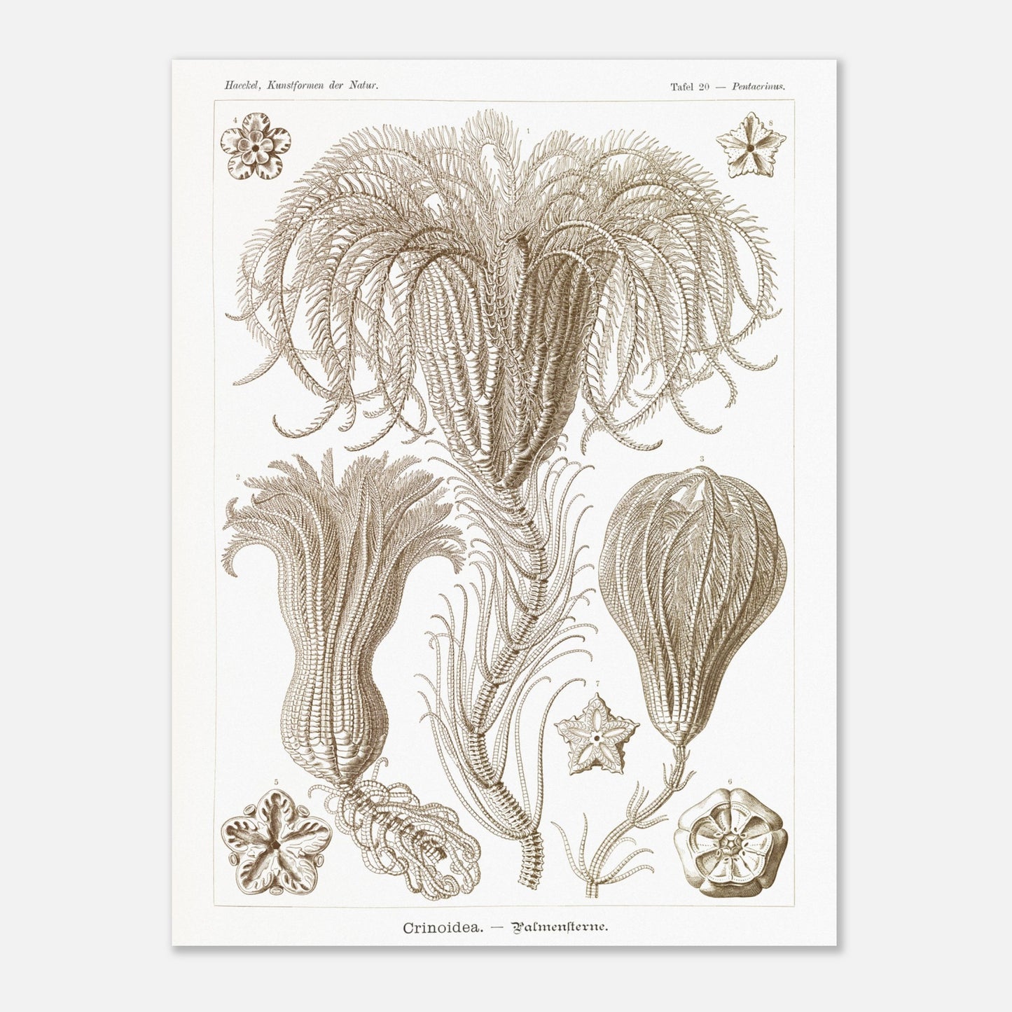 Illustration ancienne Lys de mer par Ernst Haeckel (60x80 cm). Planche d'illustrations scientifiques par Ernst Haeckel, représentant plusieurs espèces de lys de mer avec leurs structures délicates et ramifiées sur fond blanc.