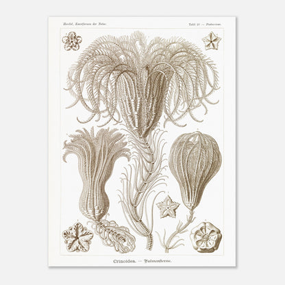 Illustration ancienne Lys de mer par Ernst Haeckel (60x80 cm). Planche d'illustrations scientifiques par Ernst Haeckel, représentant plusieurs espèces de lys de mer avec leurs structures délicates et ramifiées sur fond blanc.