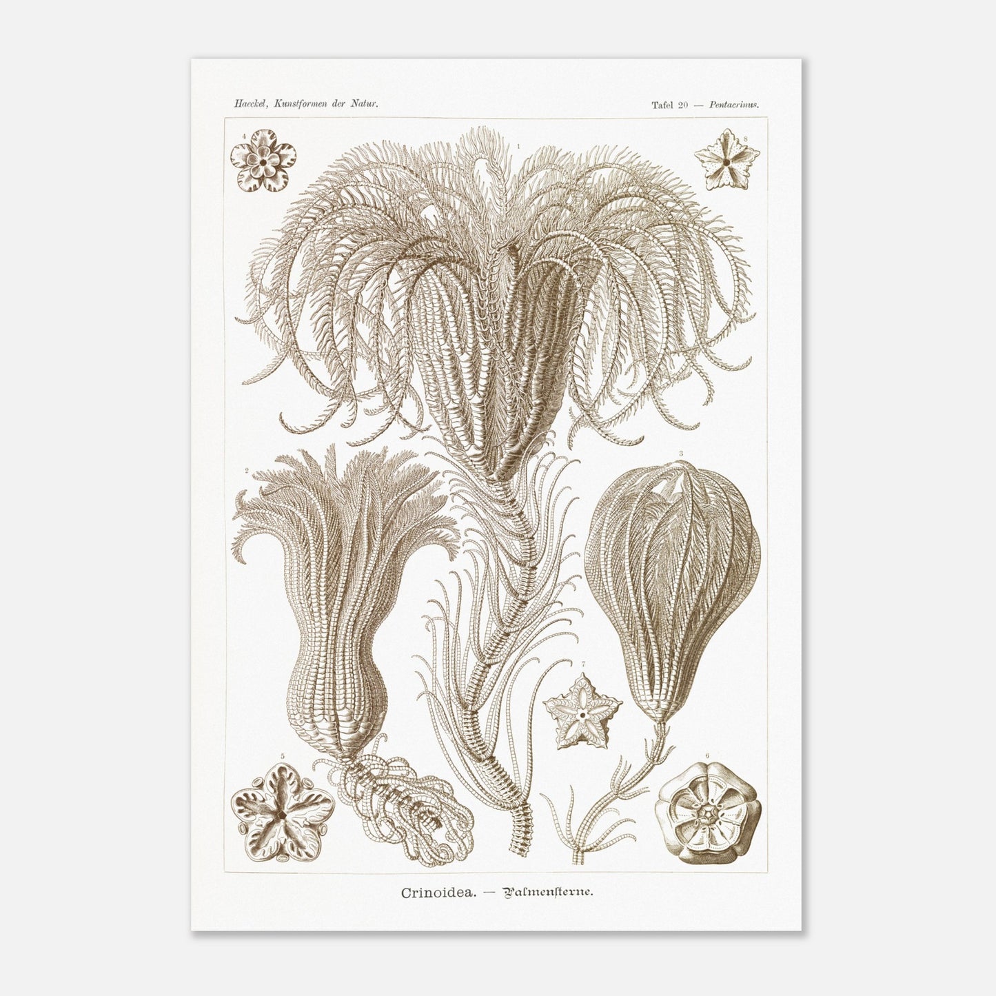 Illustration ancienne Lys de mer par Ernst Haeckel (70x100 cm). Planche d'illustrations scientifiques par Ernst Haeckel, représentant plusieurs espèces de lys de mer avec leurs structures délicates et ramifiées sur fond blanc.