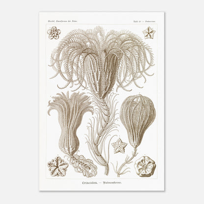 Illustration ancienne Lys de mer par Ernst Haeckel (70x100 cm). Planche d'illustrations scientifiques par Ernst Haeckel, représentant plusieurs espèces de lys de mer avec leurs structures délicates et ramifiées sur fond blanc.