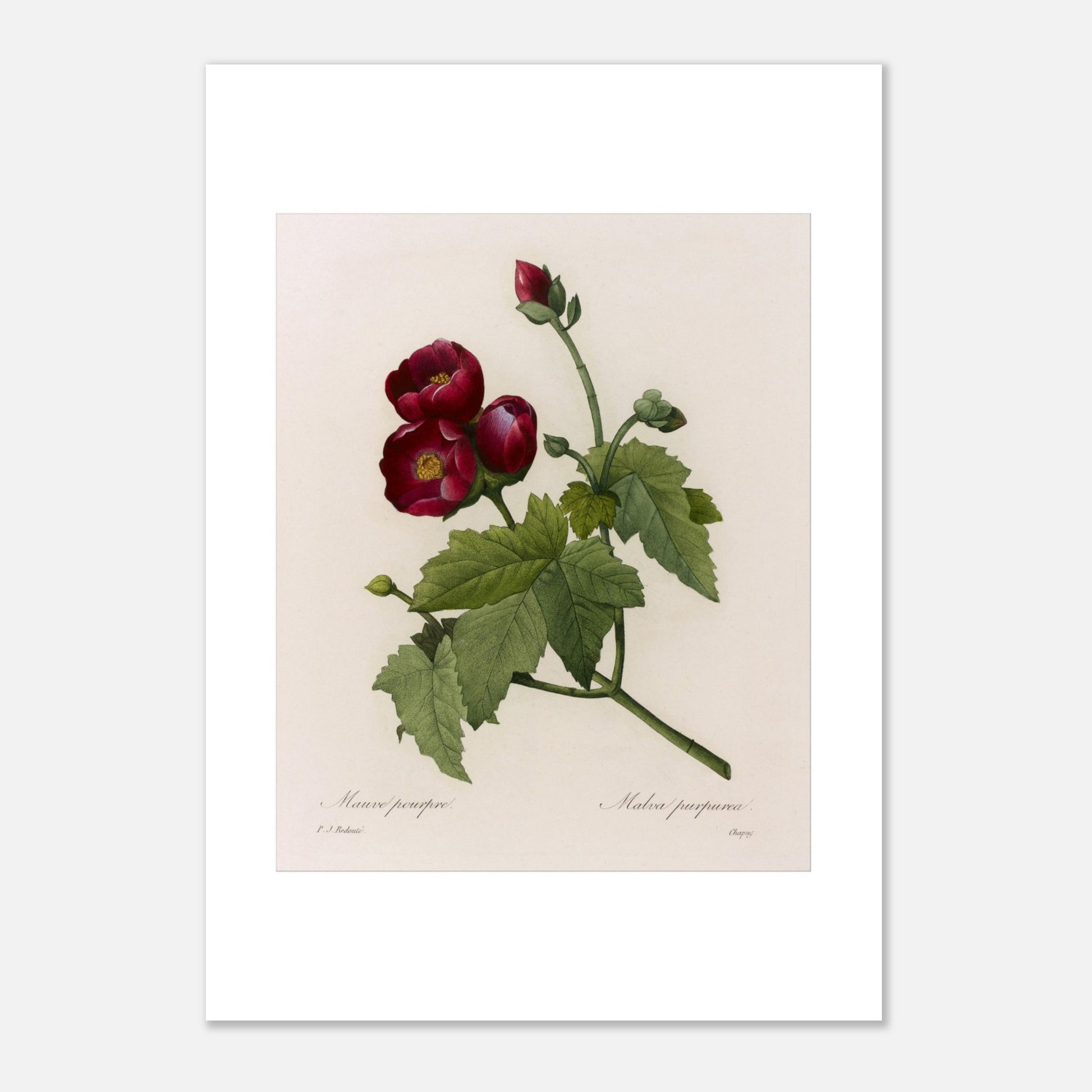 Gravure botanique Mauve Pourpre par Pierre-Joseph Redouté (21x29,7 cm (A4)). Planche botanique ancienne de Pierre-Joseph Redouté représentant une fleur de Mauve Pourpre (Malva purpurea) avec des feuilles vertes et quelques bourgeons.