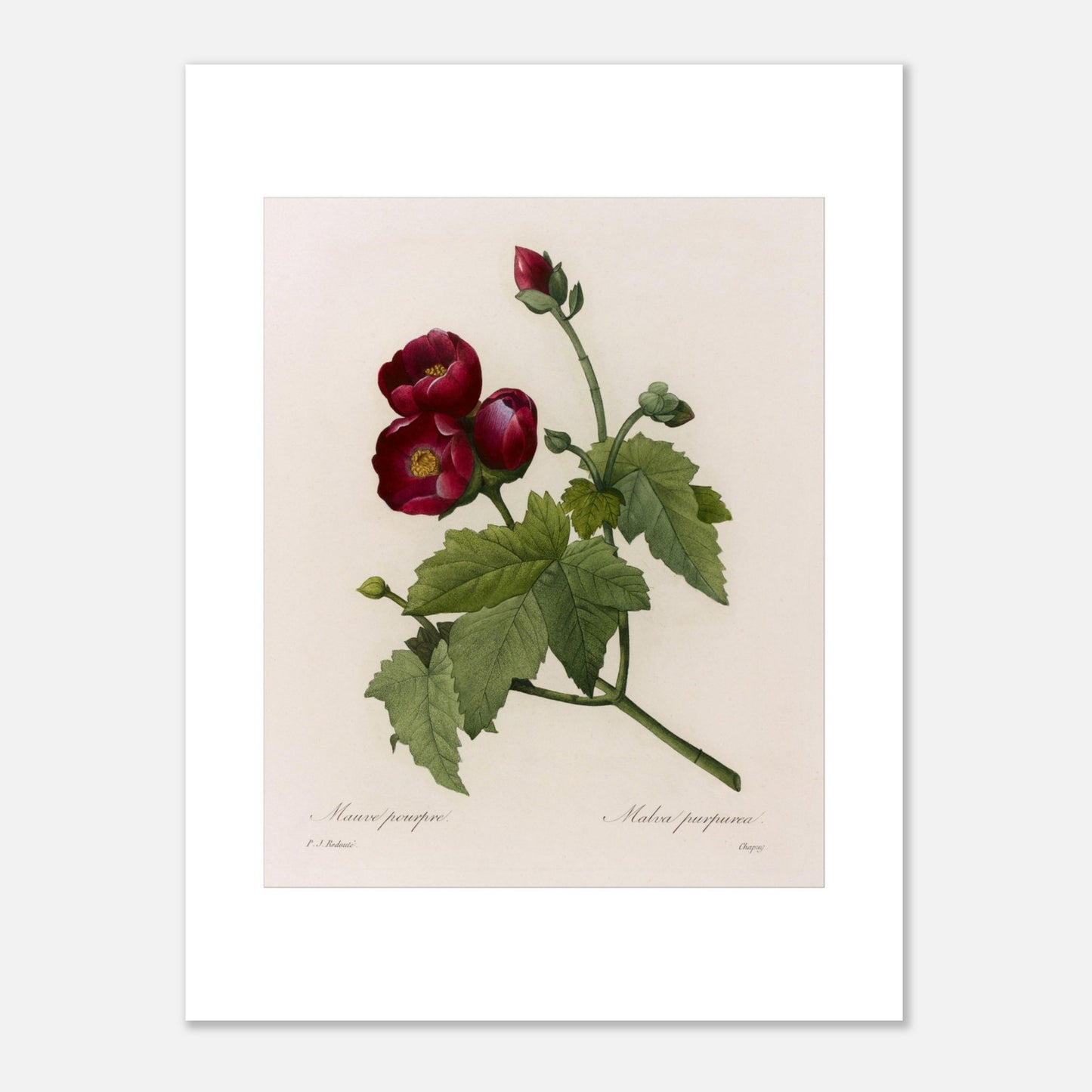 Gravure botanique Mauve Pourpre par Pierre-Joseph Redouté (30x40 cm). Planche botanique ancienne de Pierre-Joseph Redouté représentant une fleur de Mauve Pourpre (Malva purpurea) avec des feuilles vertes et quelques bourgeons.