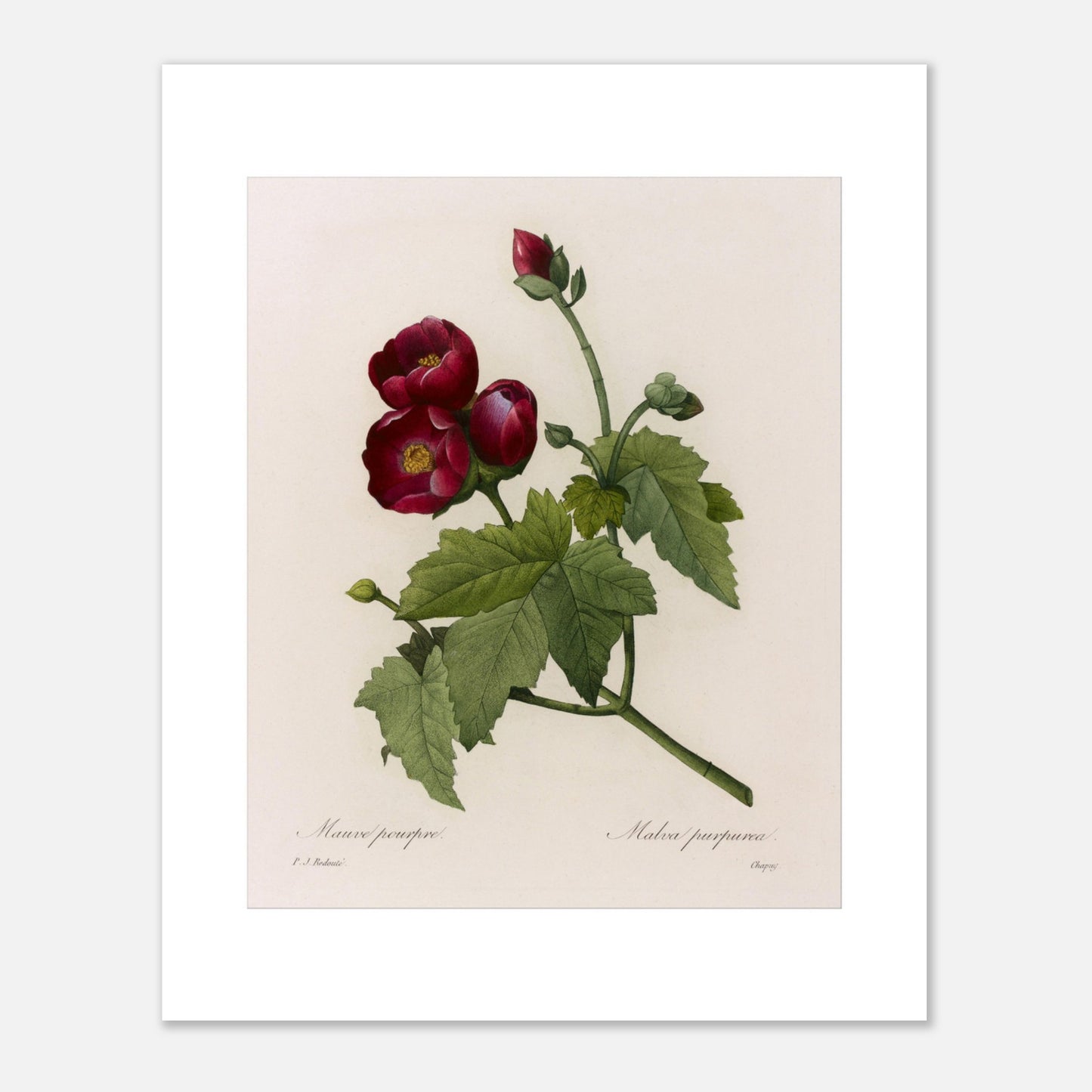 Gravure botanique Mauve Pourpre par Pierre-Joseph Redouté (40x50 cm). Planche botanique ancienne de Pierre-Joseph Redouté représentant une fleur de Mauve Pourpre (Malva purpurea) avec des feuilles vertes et quelques bourgeons.