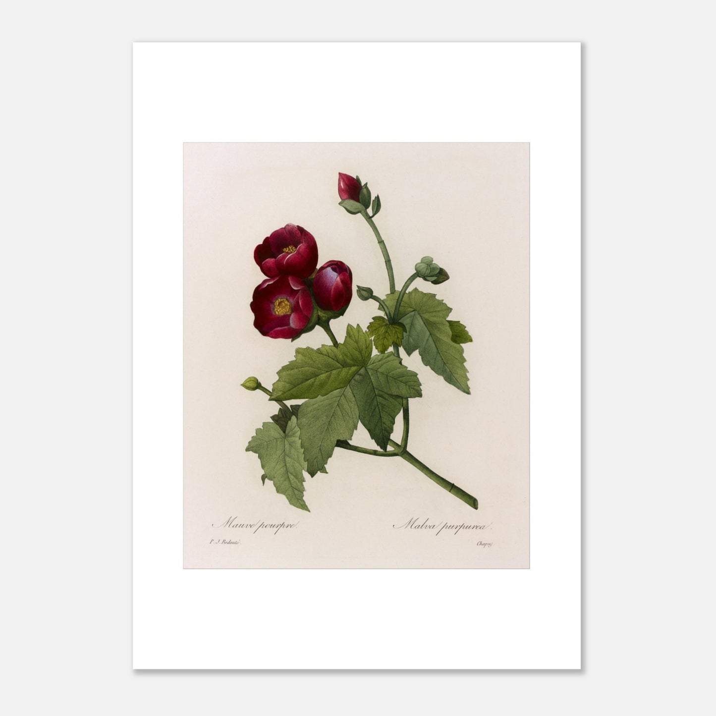Gravure botanique Mauve Pourpre par Pierre-Joseph Redouté (50x70 cm). Planche botanique ancienne de Pierre-Joseph Redouté représentant une fleur de Mauve Pourpre (Malva purpurea) avec des feuilles vertes et quelques bourgeons.