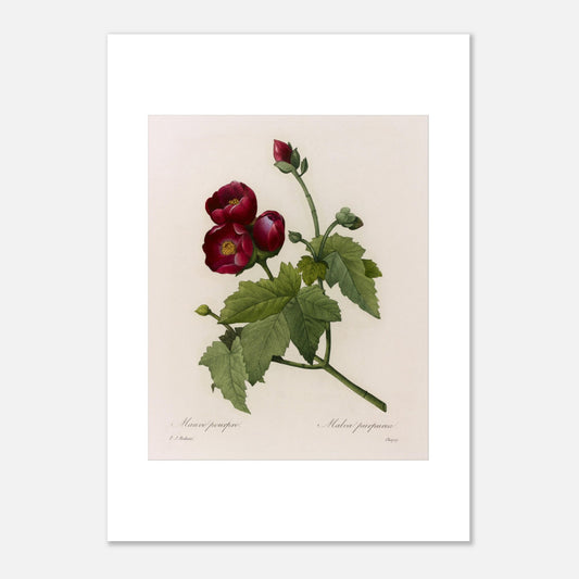 Gravure botanique Mauve Pourpre par Pierre-Joseph Redouté (50x70 cm). Planche botanique ancienne de Pierre-Joseph Redouté représentant une fleur de Mauve Pourpre (Malva purpurea) avec des feuilles vertes et quelques bourgeons.