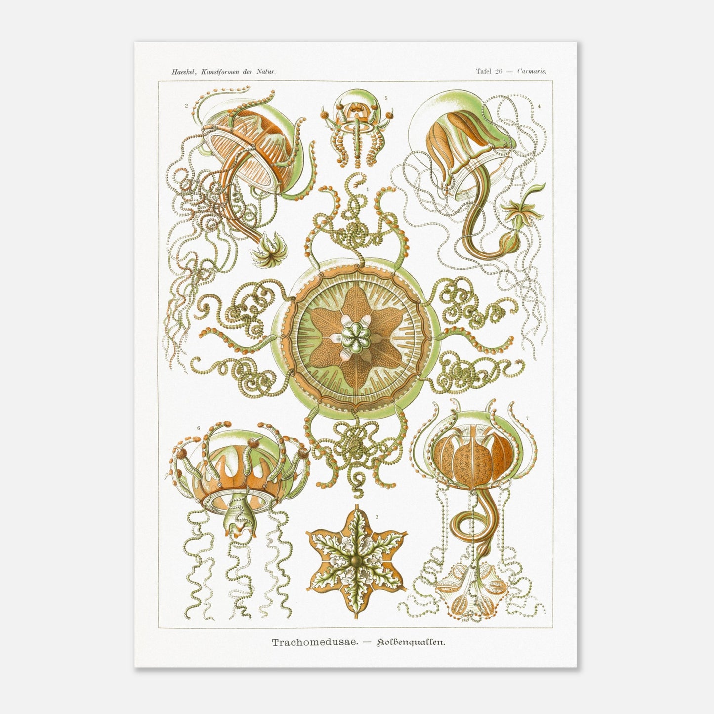 Planche naturaliste Méduses à piston d'Ernst Haeckel (29,7x42 cm (A3)). Illustration scientifique d'Ernst Haeckel représentant des poissons osseux et des créatures marines stylisées sur fond vert, incluant des hippocampes et un poisson ornemental.