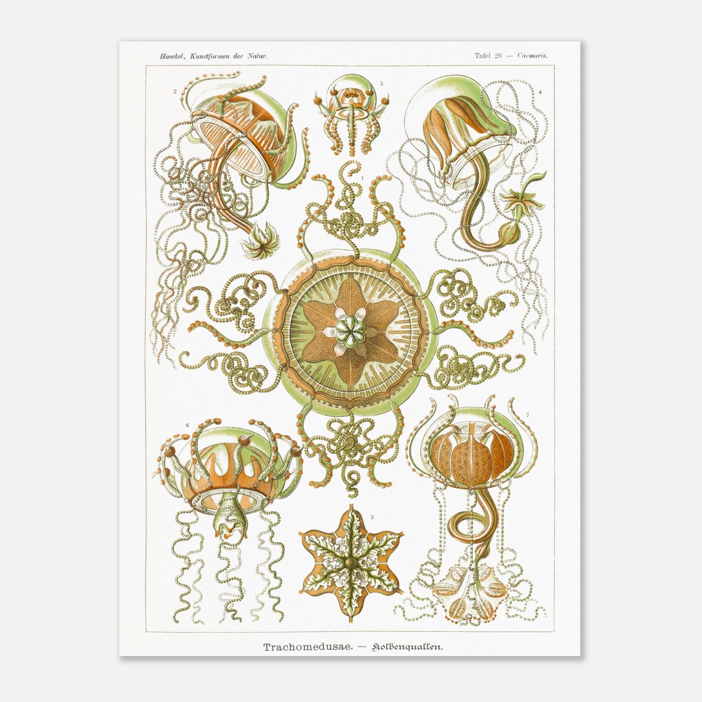 Planche naturaliste Méduses à piston d'Ernst Haeckel (30x40 cm). Illustration scientifique d'Ernst Haeckel représentant des poissons osseux et des créatures marines stylisées sur fond vert, incluant des hippocampes et un poisson ornemental.