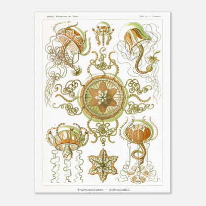 Planche naturaliste Méduses à piston d'Ernst Haeckel (30x40 cm). Illustration scientifique d'Ernst Haeckel représentant des poissons osseux et des créatures marines stylisées sur fond vert, incluant des hippocampes et un poisson ornemental.