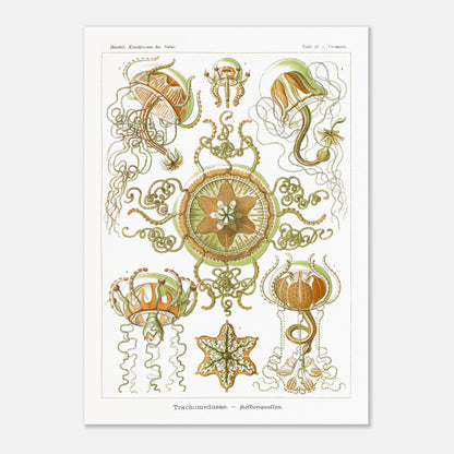 Planche naturaliste Méduses à piston d'Ernst Haeckel (50x70 cm). Illustration scientifique d'Ernst Haeckel représentant des poissons osseux et des créatures marines stylisées sur fond vert, incluant des hippocampes et un poisson ornemental.