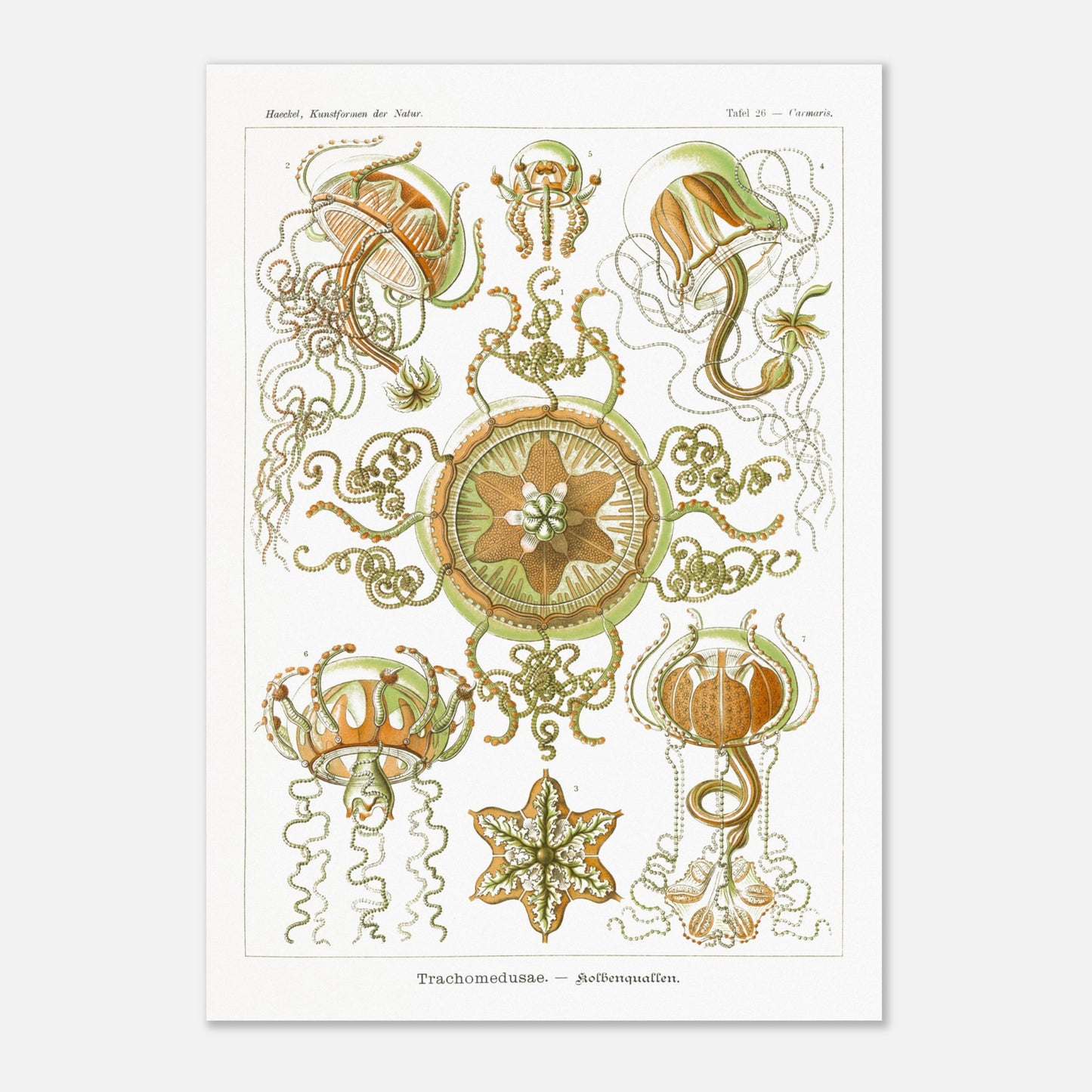Planche naturaliste Méduses à piston d'Ernst Haeckel (59,4x84,1 cm (A1)). Illustration scientifique d'Ernst Haeckel représentant des poissons osseux et des créatures marines stylisées sur fond vert, incluant des hippocampes et un poisson ornemental.