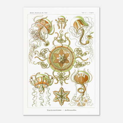 Planche naturaliste Méduses à piston d'Ernst Haeckel (59,4x84,1 cm (A1)). Illustration scientifique d'Ernst Haeckel représentant des poissons osseux et des créatures marines stylisées sur fond vert, incluant des hippocampes et un poisson ornemental.
