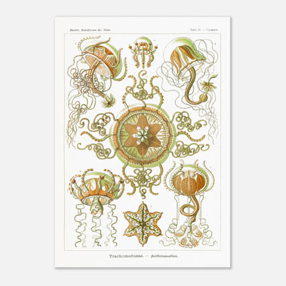 Planche naturaliste Méduses à piston d'Ernst Haeckel (70x100 cm). Illustration scientifique d'Ernst Haeckel représentant des poissons osseux et des créatures marines stylisées sur fond vert, incluant des hippocampes et un poisson ornemental.