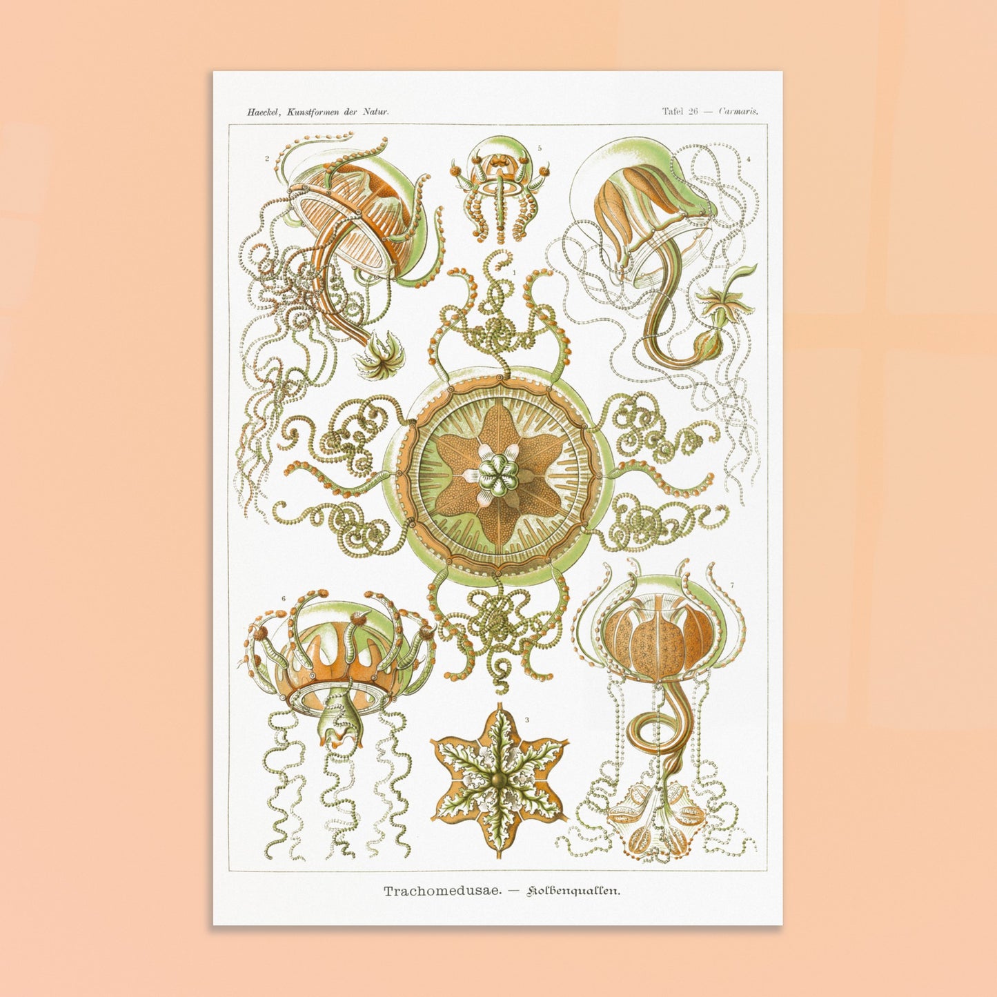 Planche naturaliste Méduses à piston d'Ernst Haeckel. Illustration scientifique d'Ernst Haeckel représentant des poissons osseux et des créatures marines stylisées sur fond vert, incluant des hippocampes et un poisson ornemental. Image d'illustration 8
