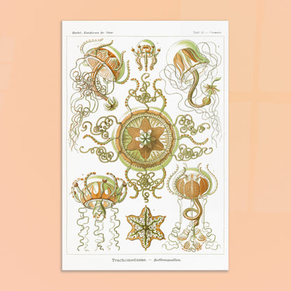 Planche naturaliste Méduses à piston d'Ernst Haeckel. Illustration scientifique d'Ernst Haeckel représentant des poissons osseux et des créatures marines stylisées sur fond vert, incluant des hippocampes et un poisson ornemental. Image d'illustration 8