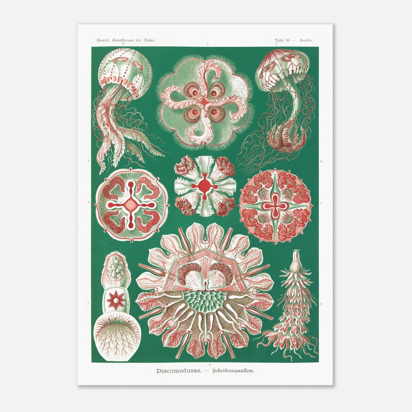 Reproduction de la planche de méduses (Discomedusae) par Ernst Haeckel (29,7x42 cm (A3)). Planche scientifique d'Ernst Haeckel montrant différentes méduses (Discomedusae) en rouge et vert sur fond vert foncé.