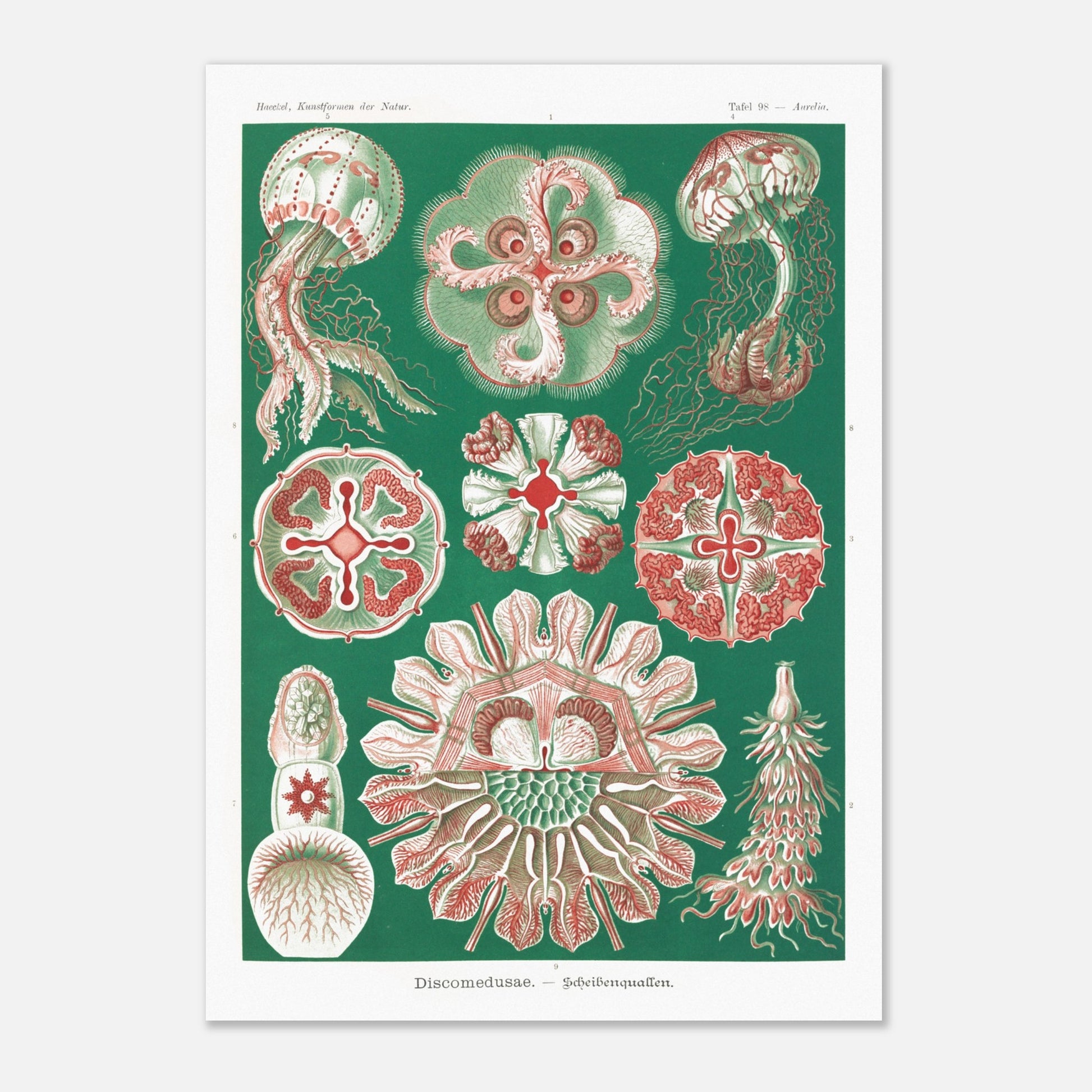Reproduction de la planche de méduses (Discomedusae) par Ernst Haeckel (29,7x42 cm (A3)). Planche scientifique d'Ernst Haeckel montrant différentes méduses (Discomedusae) en rouge et vert sur fond vert foncé.