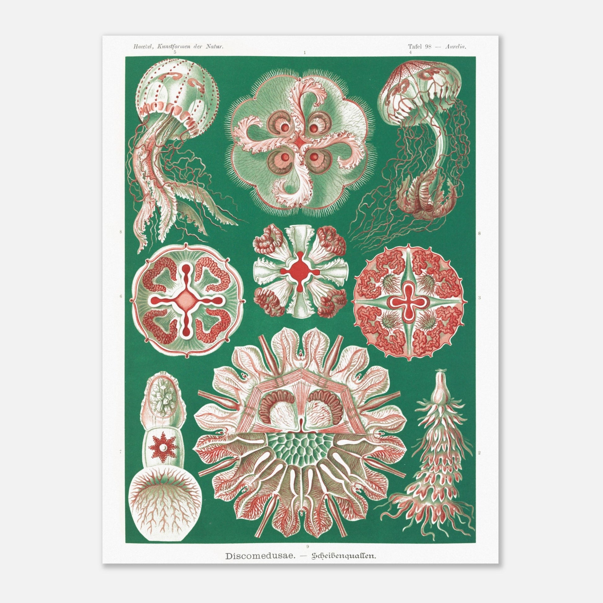 Reproduction de la planche de méduses (Discomedusae) par Ernst Haeckel (30x40 cm). Planche scientifique d'Ernst Haeckel montrant différentes méduses (Discomedusae) en rouge et vert sur fond vert foncé.
