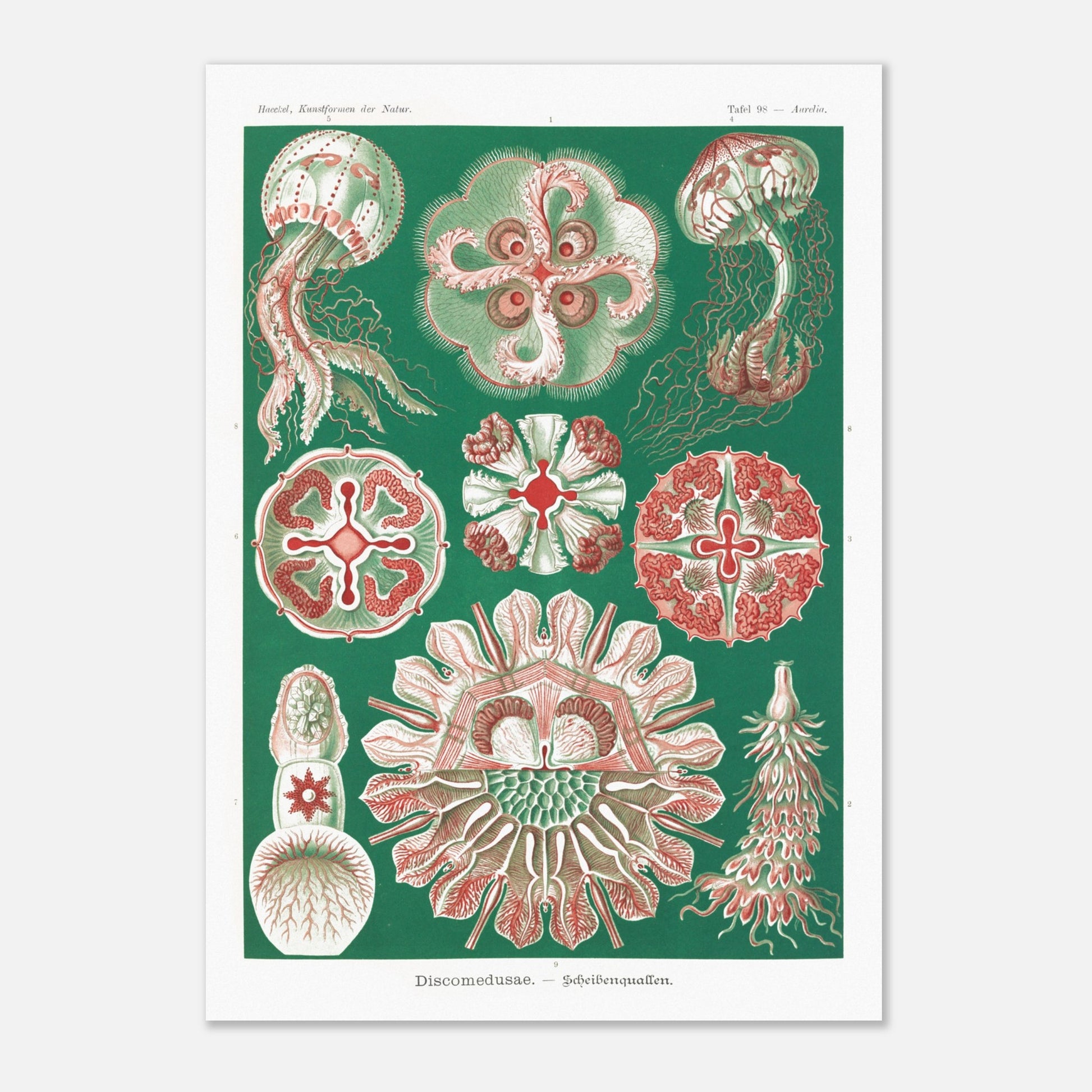 Reproduction de la planche de méduses (Discomedusae) par Ernst Haeckel (42x59,4 cm (A2)). Planche scientifique d'Ernst Haeckel montrant différentes méduses (Discomedusae) en rouge et vert sur fond vert foncé.