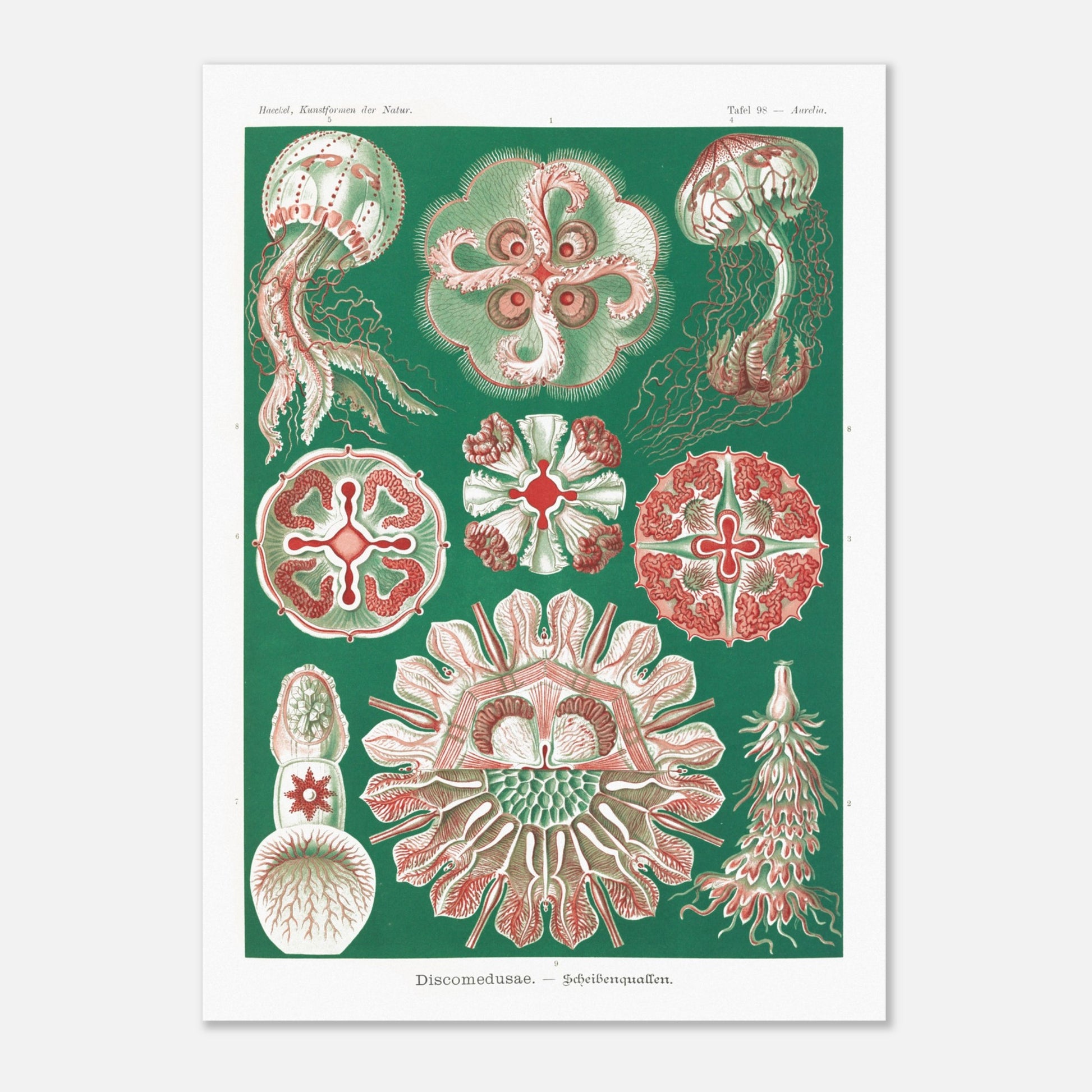 Reproduction de la planche de méduses (Discomedusae) par Ernst Haeckel (50x70 cm). Planche scientifique d'Ernst Haeckel montrant différentes méduses (Discomedusae) en rouge et vert sur fond vert foncé.