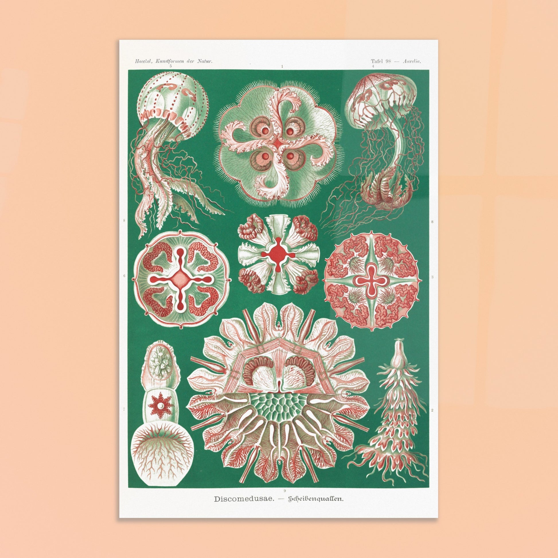 Reproduction de la planche de méduses (Discomedusae) par Ernst Haeckel. Planche scientifique d'Ernst Haeckel montrant différentes méduses (Discomedusae) en rouge et vert sur fond vert foncé. Image d'illustration 8