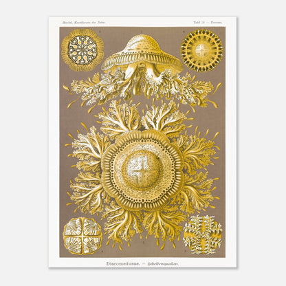 Planche de Méduses Disques (Discomedusae) par Ernst Haeckel (30x40 cm). Lithographie naturaliste du XIXe siècle par Ernst Haeckel, représentant des méduses disques dorées aux structures complexes et symétriques sur fond brun.