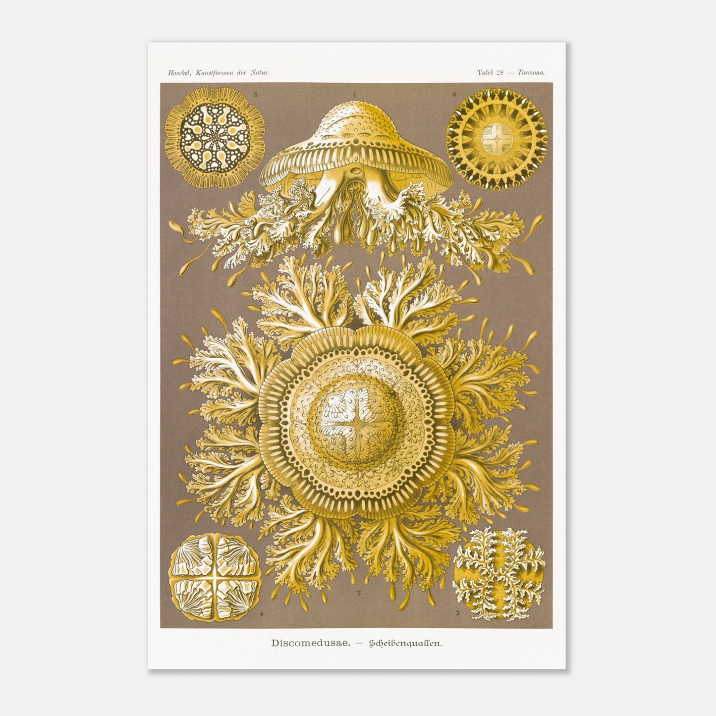 Planche de Méduses Disques (Discomedusae) par Ernst Haeckel (40x60 cm). Lithographie naturaliste du XIXe siècle par Ernst Haeckel, représentant des méduses disques dorées aux structures complexes et symétriques sur fond brun.