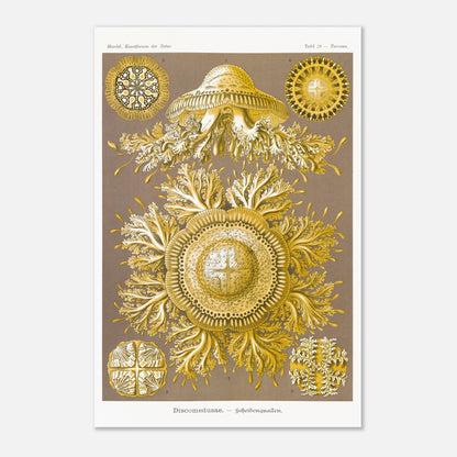 Planche de Méduses Disques (Discomedusae) par Ernst Haeckel (40x60 cm). Lithographie naturaliste du XIXe siècle par Ernst Haeckel, représentant des méduses disques dorées aux structures complexes et symétriques sur fond brun.