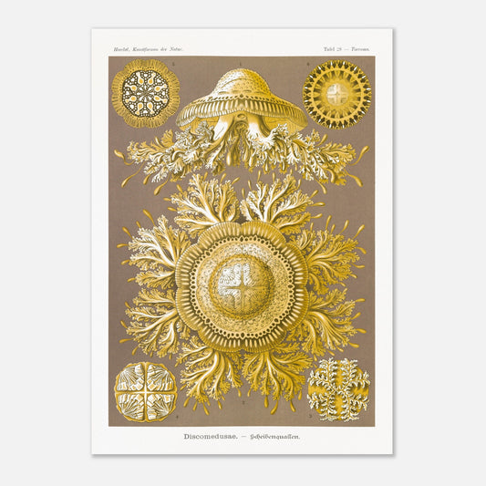 Planche de Méduses Disques (Discomedusae) par Ernst Haeckel (42x59,4 cm (A2)). Lithographie naturaliste du XIXe siècle par Ernst Haeckel, représentant des méduses disques dorées aux structures complexes et symétriques sur fond brun.