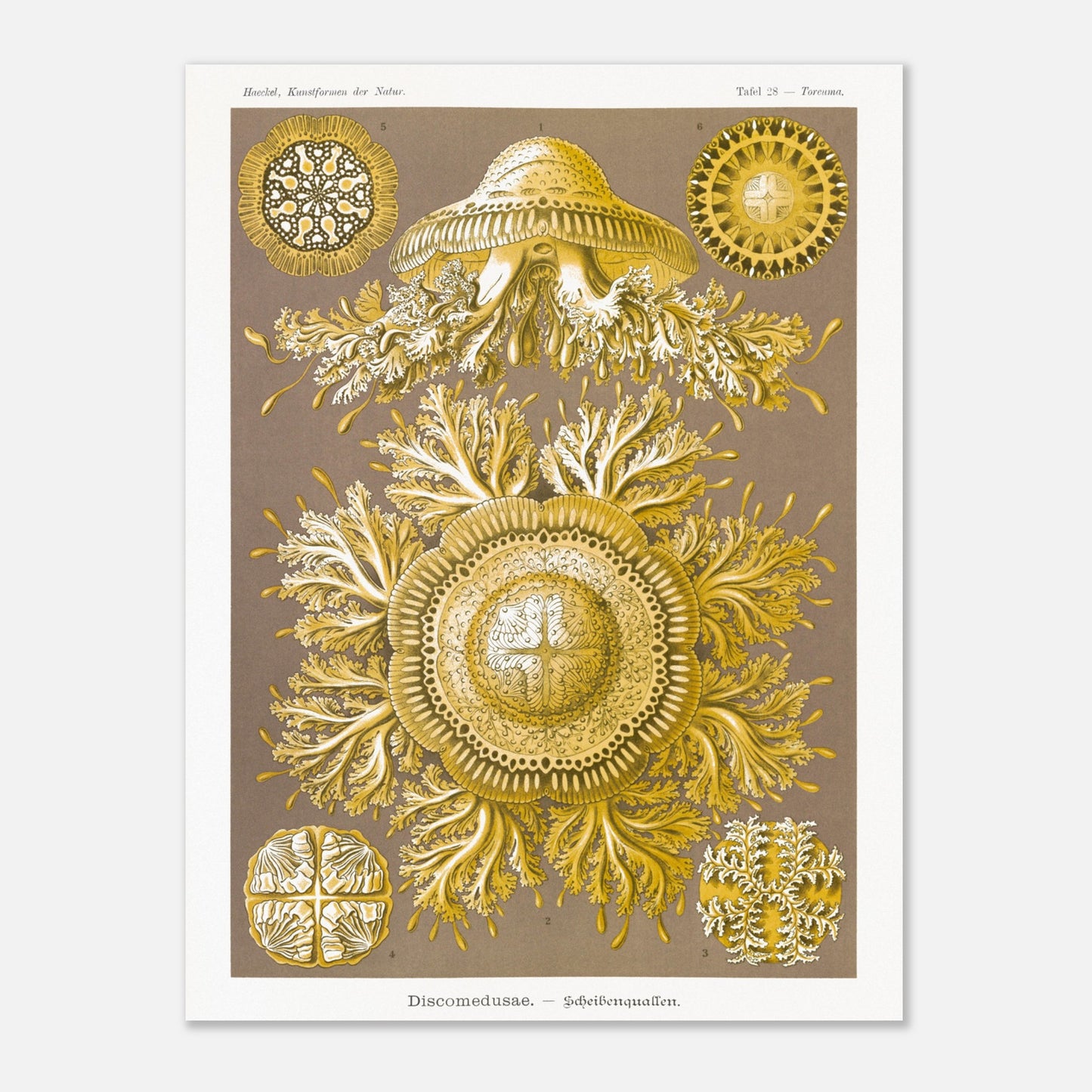 Planche de Méduses Disques (Discomedusae) par Ernst Haeckel (60x80 cm). Lithographie naturaliste du XIXe siècle par Ernst Haeckel, représentant des méduses disques dorées aux structures complexes et symétriques sur fond brun.