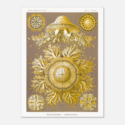 Planche de Méduses Disques (Discomedusae) par Ernst Haeckel (60x80 cm). Lithographie naturaliste du XIXe siècle par Ernst Haeckel, représentant des méduses disques dorées aux structures complexes et symétriques sur fond brun.