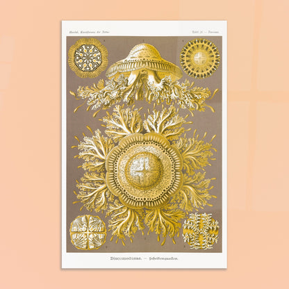 Planche de Méduses Disques (Discomedusae) par Ernst Haeckel. Lithographie naturaliste du XIXe siècle par Ernst Haeckel, représentant des méduses disques dorées aux structures complexes et symétriques sur fond brun. Image d'illustration 8