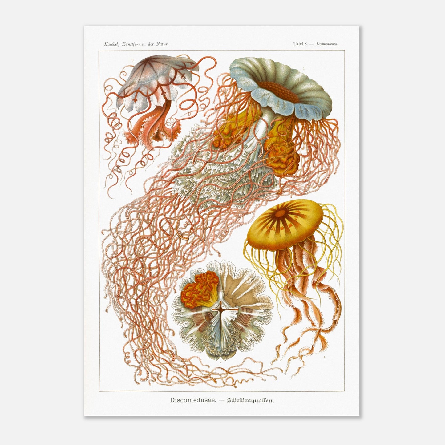 Planche de méduses disques (Discomedusae) - Ernst Haeckel (29,7x42 cm (A3)). Planche naturaliste d'Ernst Haeckel illustrant plusieurs méduses disques aux formes complexes et aux longs tentacules, sur fond blanc.