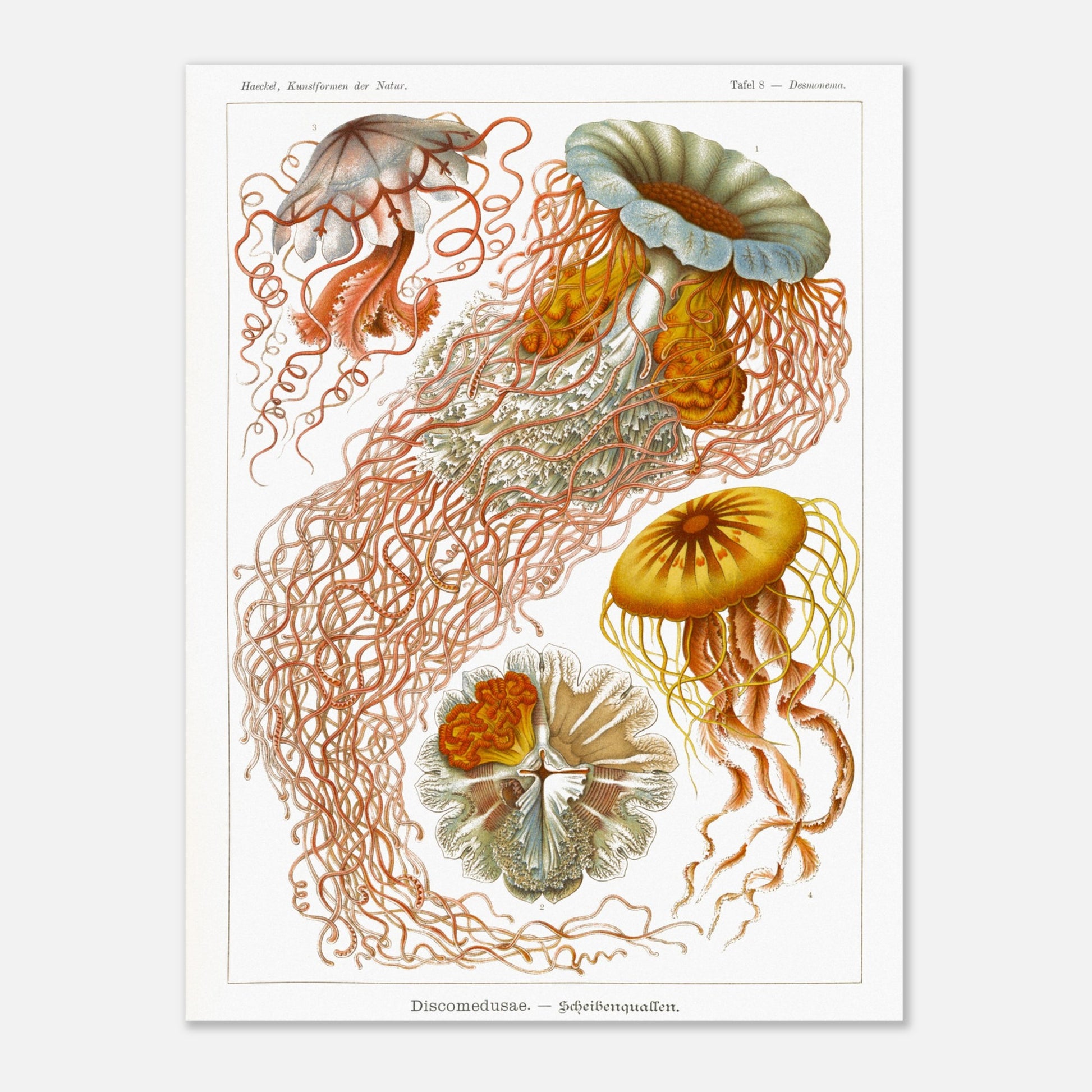 Planche de méduses disques (Discomedusae) - Ernst Haeckel (30x40 cm). Planche naturaliste d'Ernst Haeckel illustrant plusieurs méduses disques aux formes complexes et aux longs tentacules, sur fond blanc.