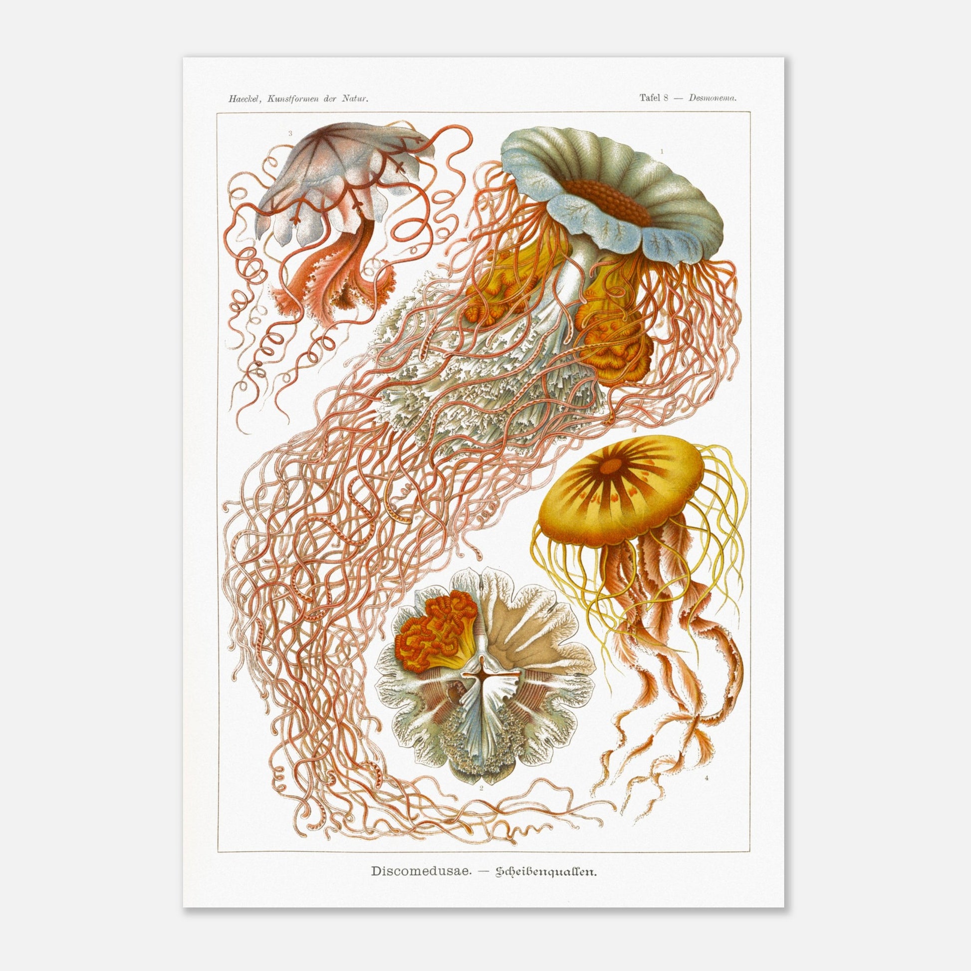 Planche de méduses disques (Discomedusae) - Ernst Haeckel (42x59,4 cm (A2)). Planche naturaliste d'Ernst Haeckel illustrant plusieurs méduses disques aux formes complexes et aux longs tentacules, sur fond blanc.