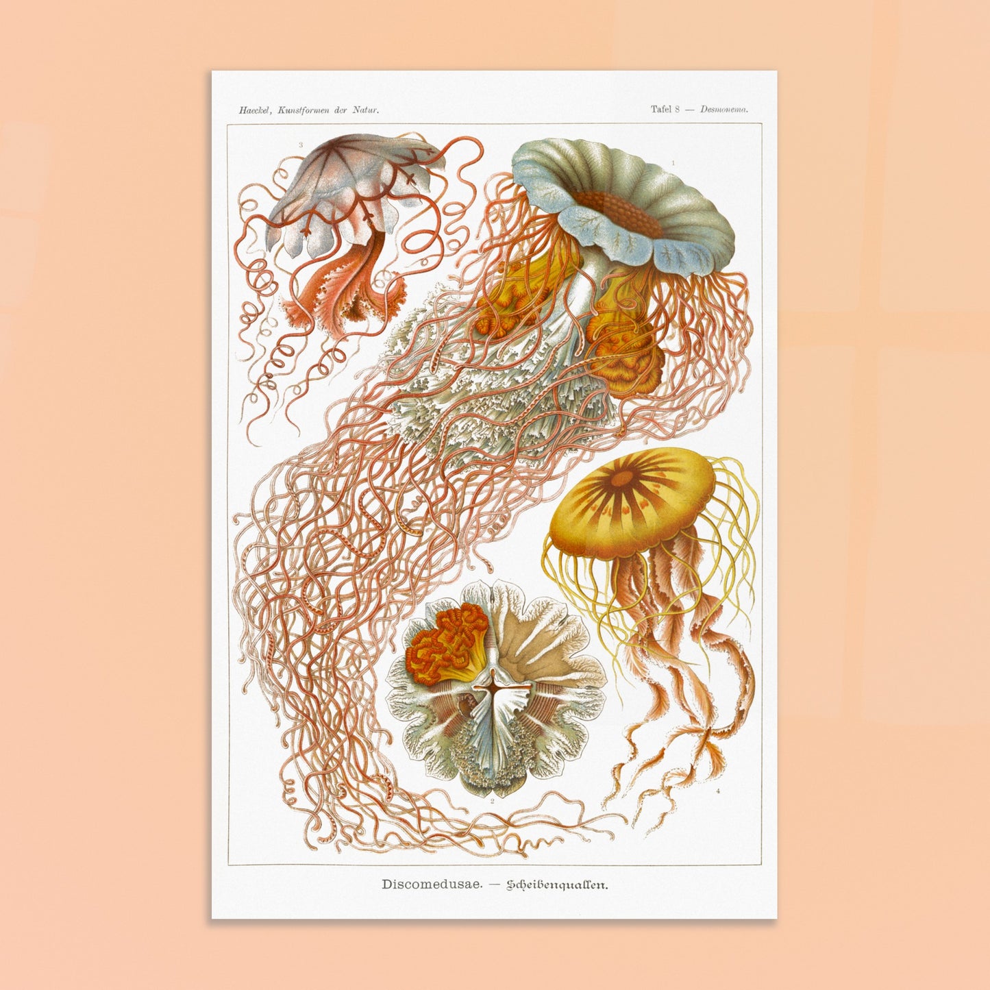 Planche de méduses disques (Discomedusae) - Ernst Haeckel. Planche naturaliste d'Ernst Haeckel illustrant plusieurs méduses disques aux formes complexes et aux longs tentacules, sur fond blanc. Image d'illustration 8