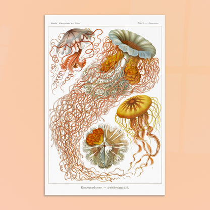 Planche de méduses disques (Discomedusae) - Ernst Haeckel. Planche naturaliste d'Ernst Haeckel illustrant plusieurs méduses disques aux formes complexes et aux longs tentacules, sur fond blanc. Image d'illustration 8