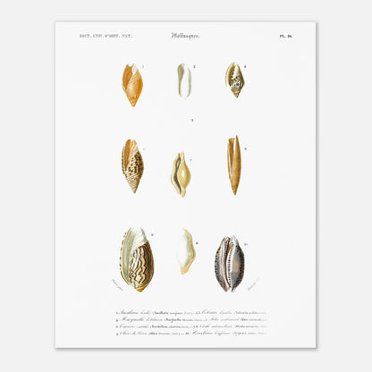 Mitre scabriuscule, Volvaire hyaline, Tarière subulée, Ancillaire bordée, Olive du Pérou, Marginelle d’Adanson, Ovule intermédiaire, Porcelaine bouffonne - illustration naturaliste du Dictionnaire Uni - Taille 40x50 cm
