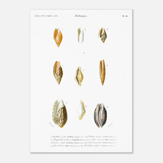 Mitre scabriuscule, Volvaire hyaline, Tarière subulée, Ancillaire bordée, Olive du Pérou, Marginelle d’Adanson, Ovule intermédiaire, Porcelaine bouffonne - illustration naturaliste du Dictionnaire Uni - Taille 50x70 cm
