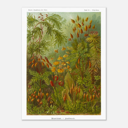 Planche de Mousses (Muscinae) — Ernst Haeckel (30x40 cm). Illustration scientifique d'Ernst Haeckel représentant diverses espèces de mousses, avec des détails sur leurs sporanges et leurs structures végétatives, dans des tons de vert et de brun.