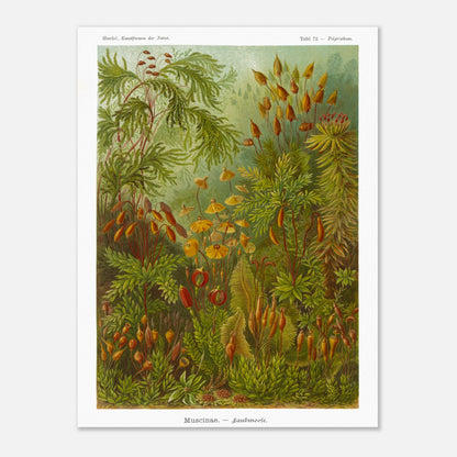 Planche de Mousses (Muscinae) — Ernst Haeckel (60x80 cm). Illustration scientifique d'Ernst Haeckel représentant diverses espèces de mousses, avec des détails sur leurs sporanges et leurs structures végétatives, dans des tons de vert et de brun.