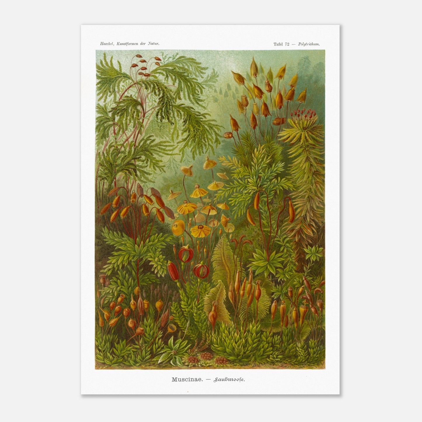 Planche de Mousses (Muscinae) — Ernst Haeckel (70x100 cm). Illustration scientifique d'Ernst Haeckel représentant diverses espèces de mousses, avec des détails sur leurs sporanges et leurs structures végétatives, dans des tons de vert et de brun.