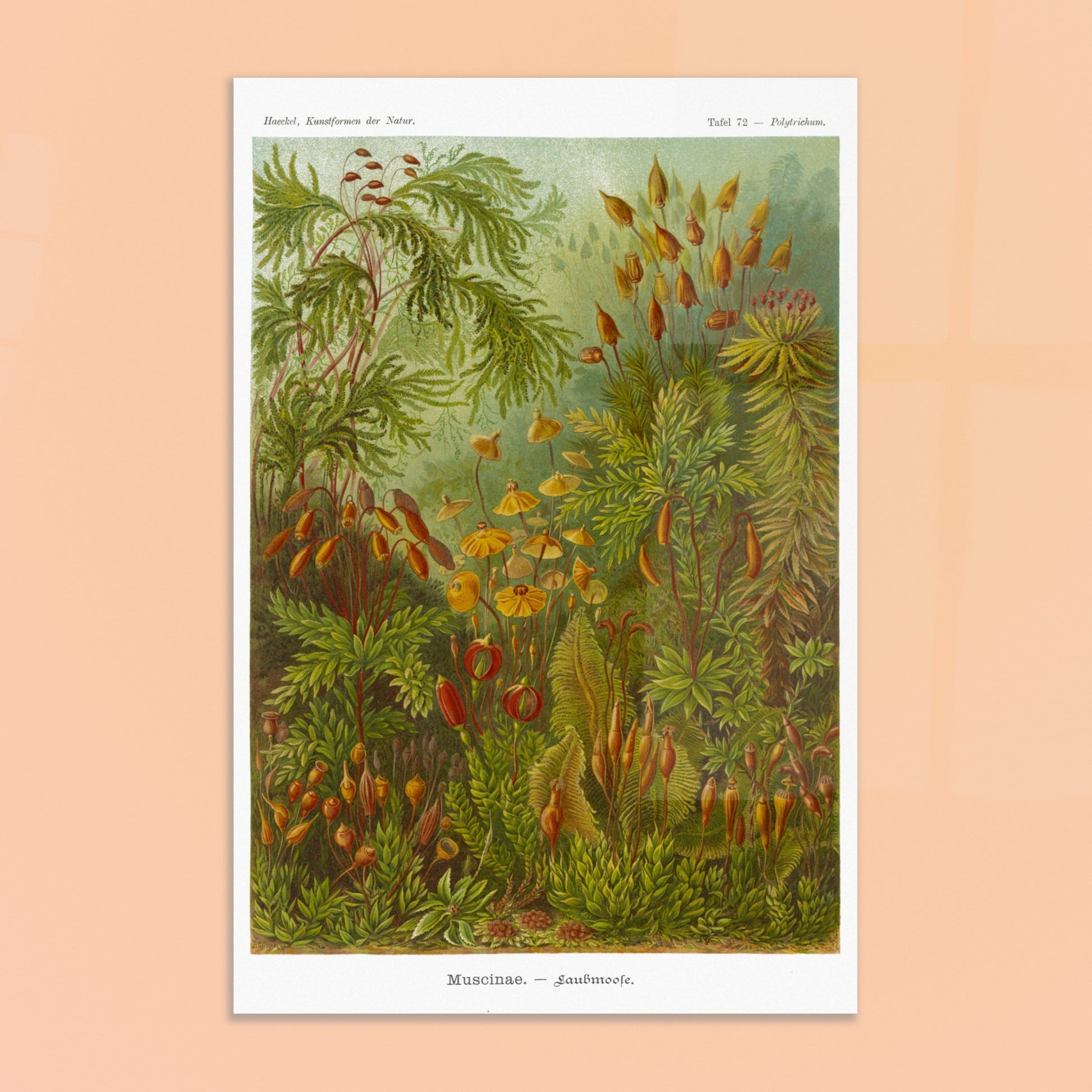 Planche de Mousses (Muscinae) — Ernst Haeckel. Illustration scientifique d'Ernst Haeckel représentant diverses espèces de mousses, avec des détails sur leurs sporanges et leurs structures végétatives, dans des tons de vert et de brun. Image d'illustration 8