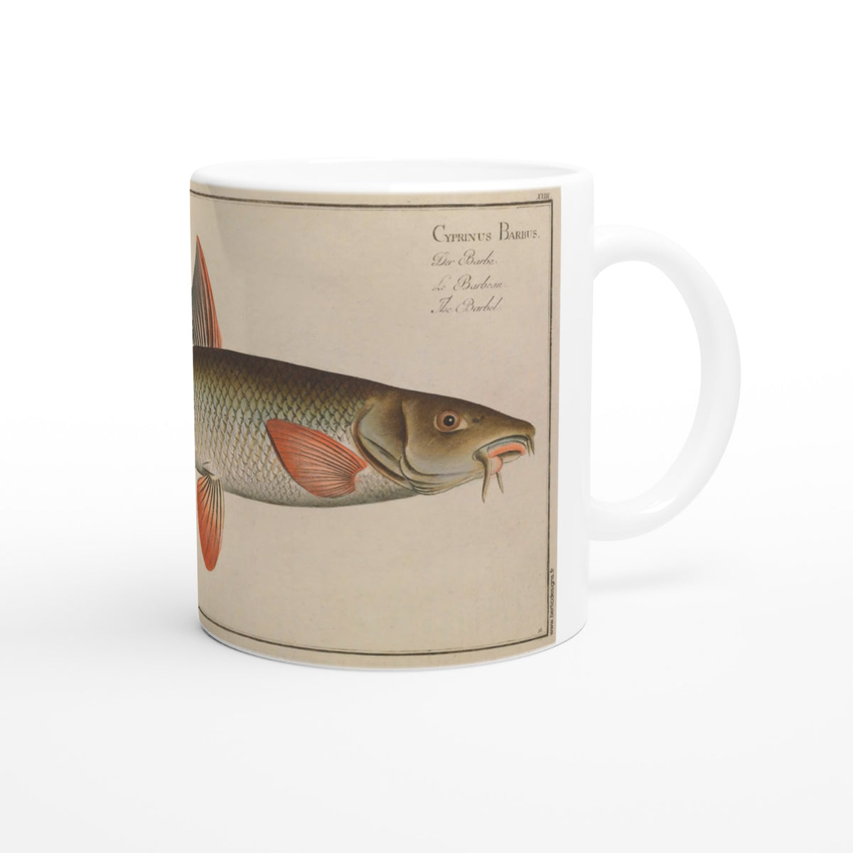 Mug en céramique Barbeau Cyprinus Barbus par Marcus Elieser Bloch. Mug en céramique blanche illustré d'une planche naturaliste ancienne représentant un barbeau (Cyprinus Barbus) avec le nom du poisson écrit en latin et dans plusieurs langues.